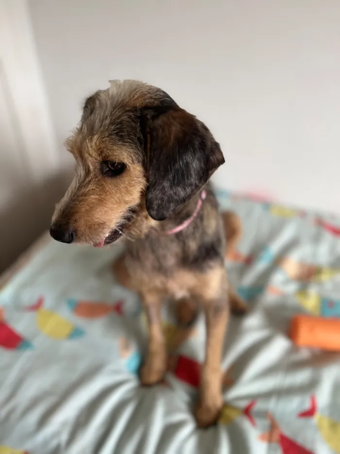 Cachorro raça SRD-ViraLata idade 1 ano nome Maria