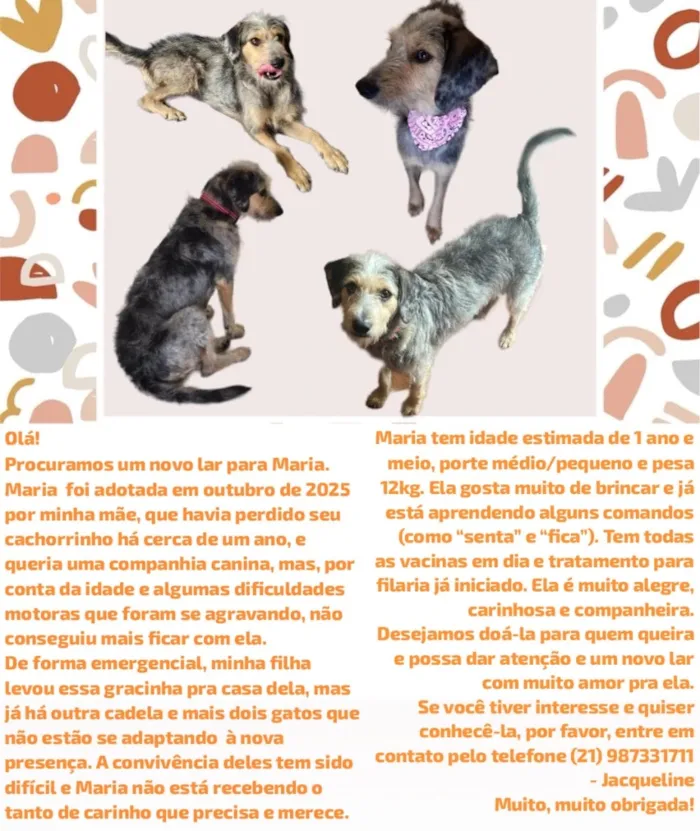 Cachorro raça SRD-ViraLata idade 1 ano nome Maria