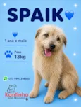 Spaik