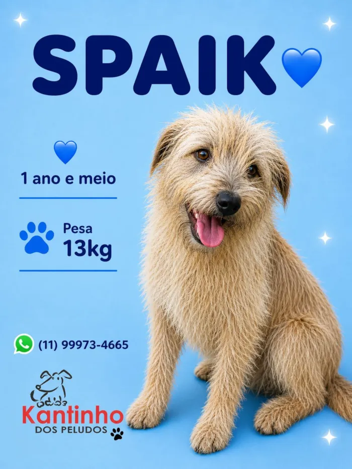 Cachorro raça SRD-ViraLata idade 1 ano nome Spaik
