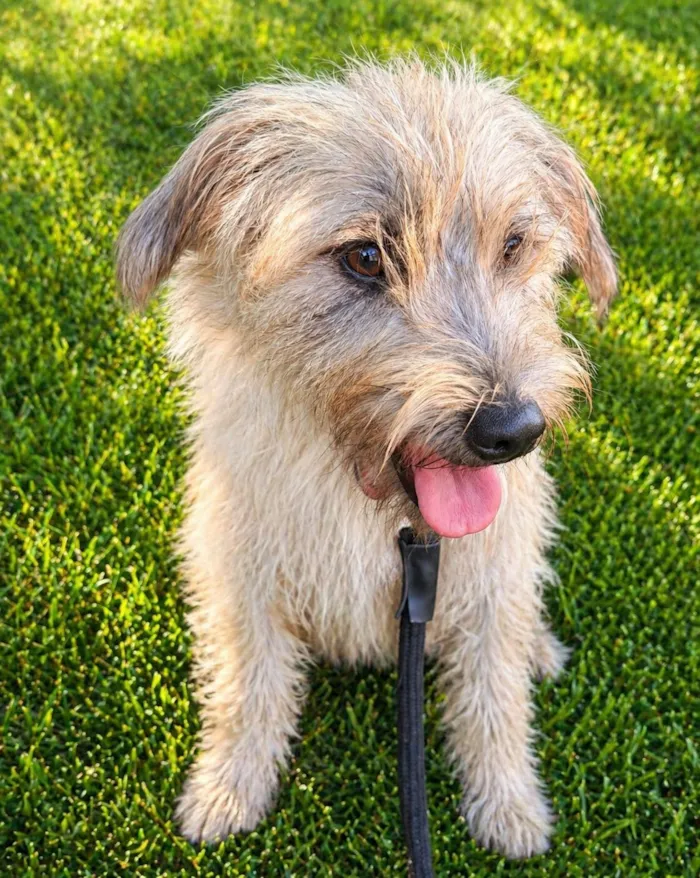 Cachorro raça SRD-ViraLata idade 1 ano nome Spaik