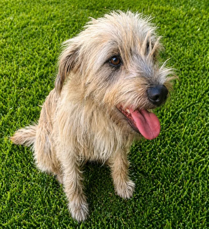 Cachorro raça SRD-ViraLata idade 1 ano nome Spaik