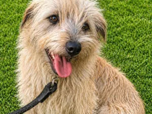 Cachorro raça SRD-ViraLata idade 1 ano nome Spaik