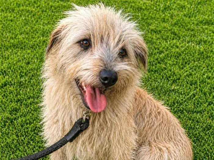 Cachorro raça SRD-ViraLata idade 1 ano nome Spaik