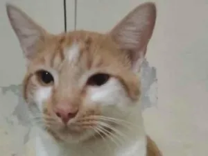 Gato raça SRD-ViraLata idade 7 a 11 meses nome Não tem (ainda)