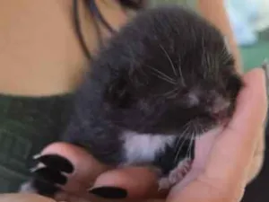 Gato raça SRD-ViraLata idade Abaixo de 2 meses nome Ozzy