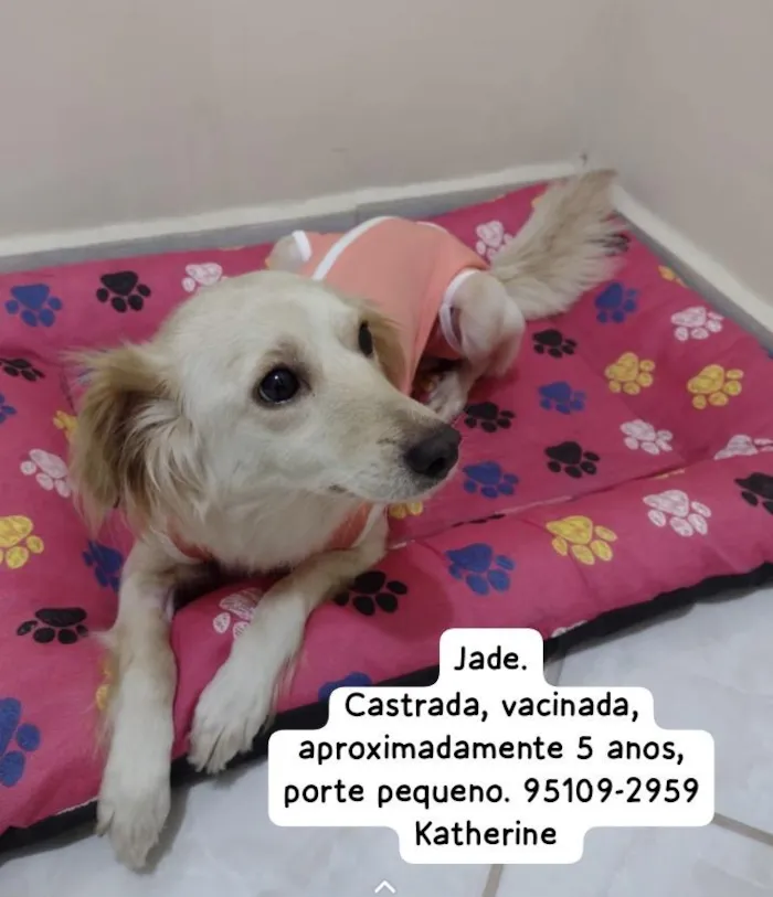 Cachorro raça SRD-ViraLata idade 5 anos nome Jade