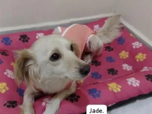 Cachorro raça SRD-ViraLata idade 5 anos nome Jade