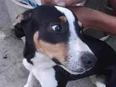 Cachorro raça SRD-ViraLata idade 1 ano nome kisha 
