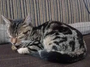 Gato raça SRD-ViraLata idade 2 a 6 meses nome Mi