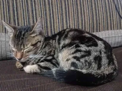Gato raça SRD-ViraLata idade 2 a 6 meses nome Mi