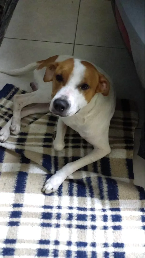 Cachorro raça SRD-ViraLata idade 2 anos nome Johnny