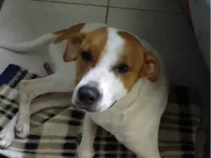 Cachorro raça SRD-ViraLata idade 2 anos nome Johnny