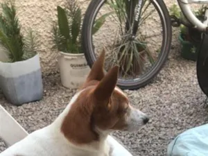 Cachorro raça Pinscher idade 4 anos nome Bruce