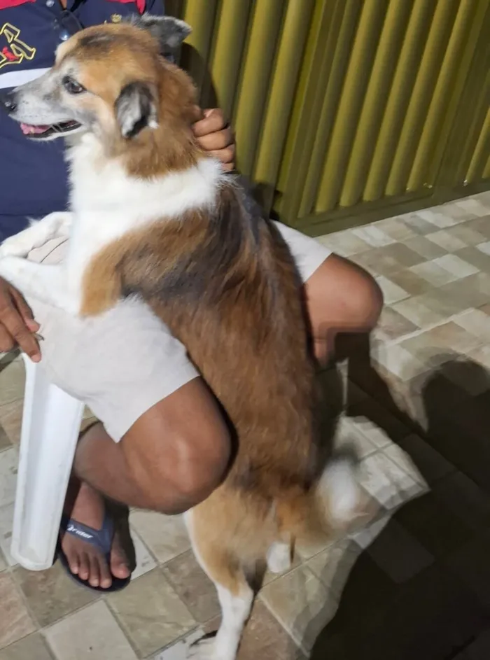 Cachorro raça SRD-ViraLata idade 6 ou mais anos nome Romeu