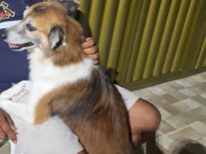 Cachorro raça SRD-ViraLata idade 6 ou mais anos nome Romeu