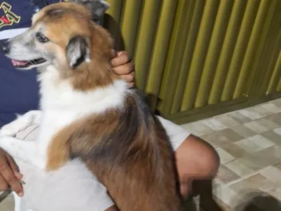 Cachorro raça SRD-ViraLata idade 6 ou mais anos nome Romeu