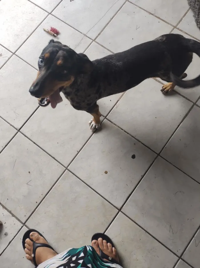 Cachorro raça SRD-ViraLata idade 2 anos nome Zoe