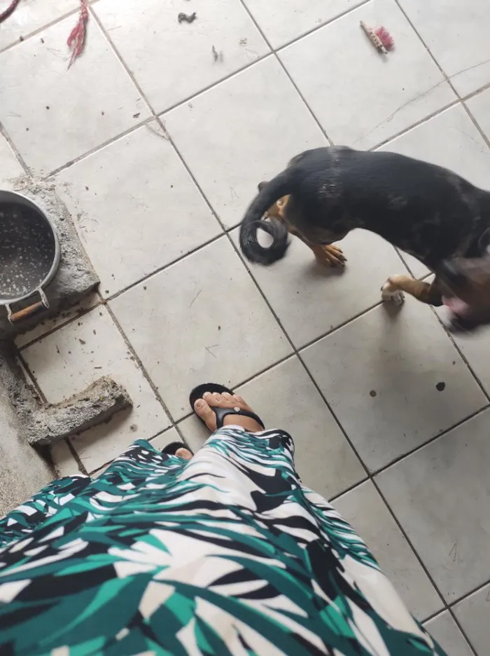 Cachorro raça SRD-ViraLata idade 2 anos nome Zoe