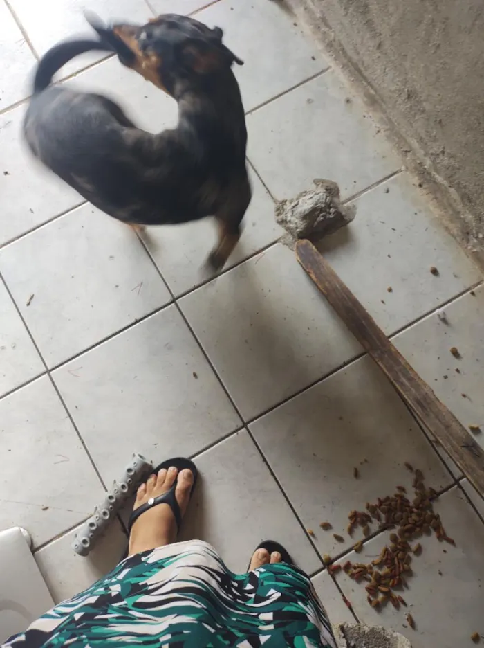 Cachorro raça SRD-ViraLata idade 2 anos nome Zoe