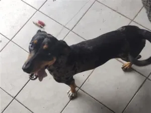 Cachorro raça SRD-ViraLata idade 2 anos nome Zoe