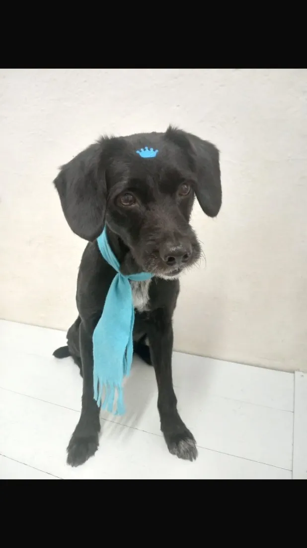 Cachorro raça SRD-ViraLata idade 6 ou mais anos nome Hulk