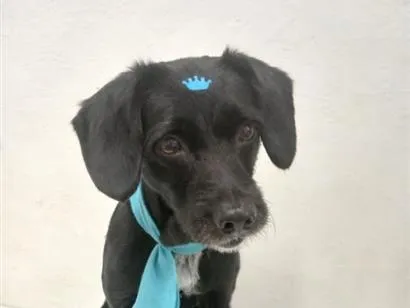 Cachorro raça SRD-ViraLata idade 6 ou mais anos nome Hulk