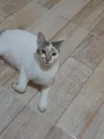 Mya