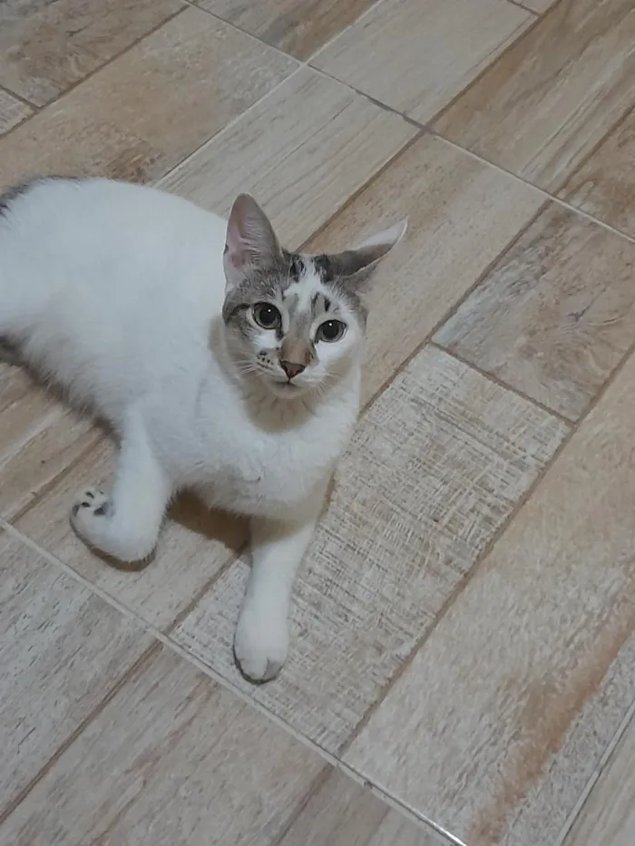 Gato raça SRD-ViraLata idade 2 a 6 meses nome Mya