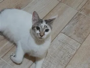 Gato raça SRD-ViraLata idade 2 a 6 meses nome Mya