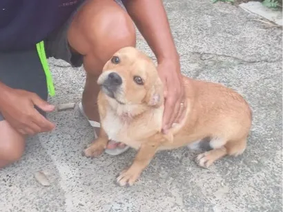Cachorro raça SRD-ViraLata idade 7 a 11 meses nome farelinho