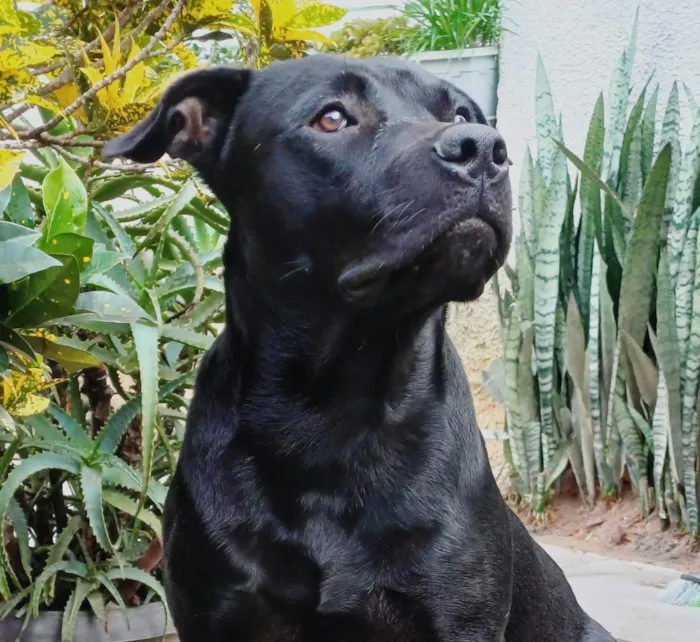 Cachorro raça SRD-ViraLata idade 2 anos nome Grandão