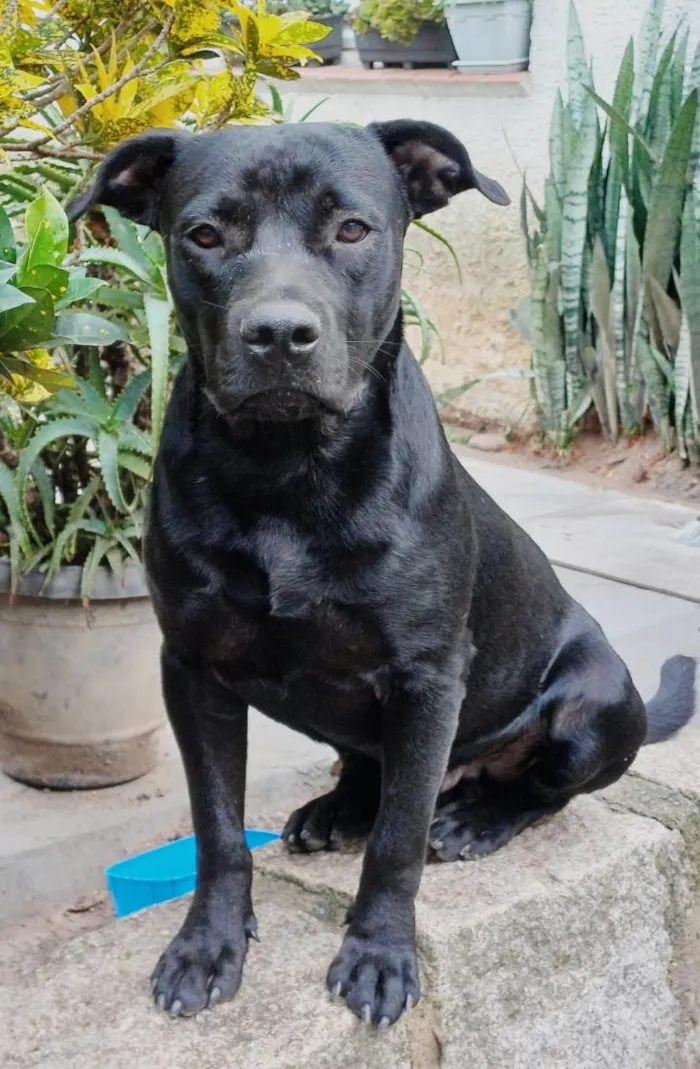 Cachorro raça SRD-ViraLata idade 2 anos nome Grandão