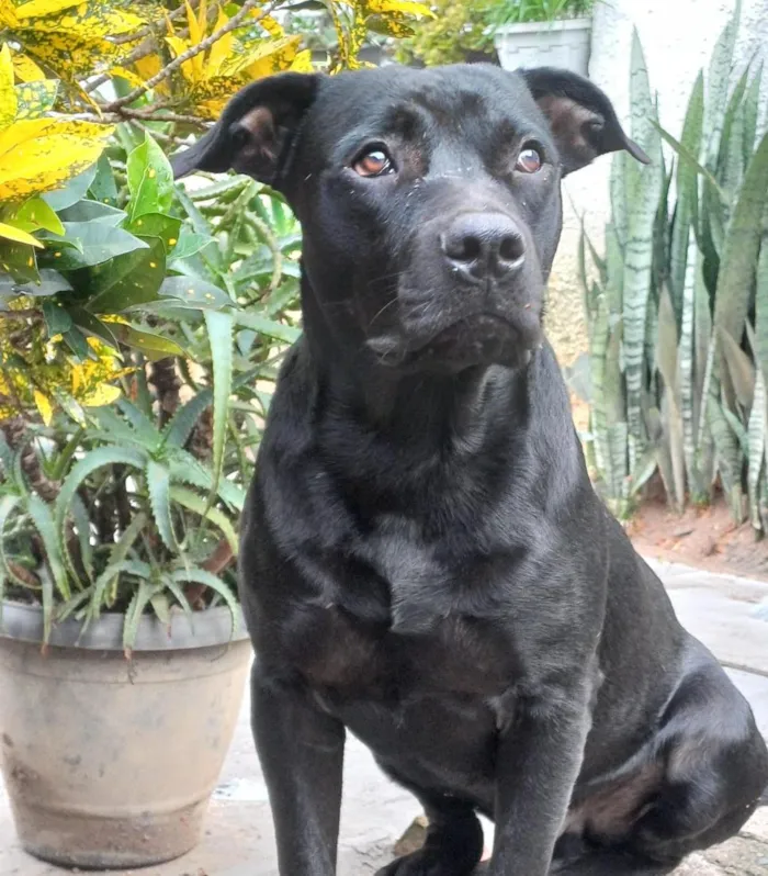 Cachorro raça SRD-ViraLata idade 2 anos nome Grandão
