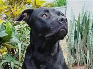 Cachorro raça SRD-ViraLata idade 2 anos nome Grandão