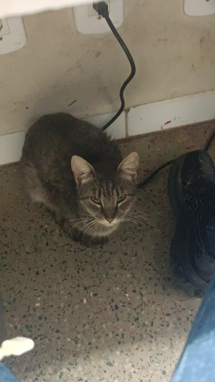 Gato raça SRD-ViraLata idade 7 a 11 meses nome faisca