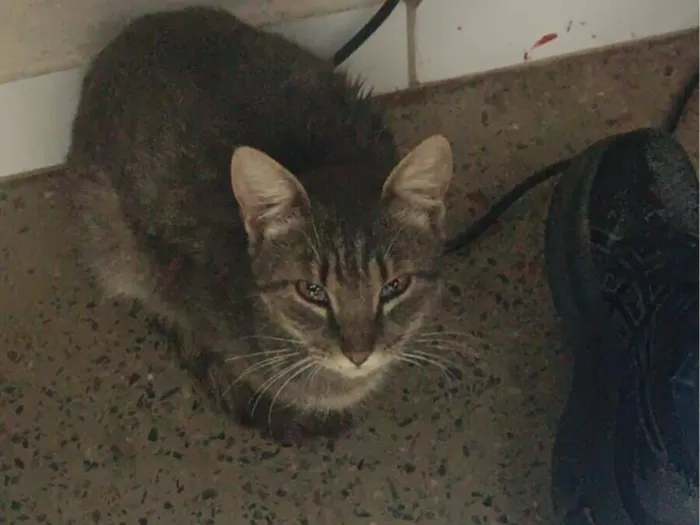 Gato raça SRD-ViraLata idade 7 a 11 meses nome faisca