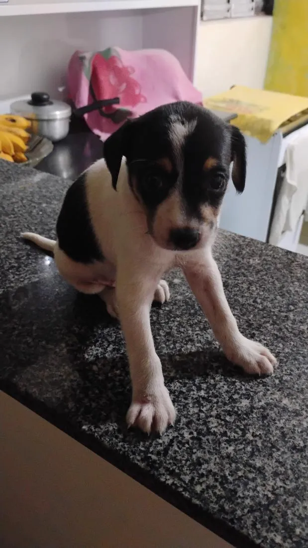 Cachorro raça SRD-ViraLata idade Abaixo de 2 meses nome Sem nome