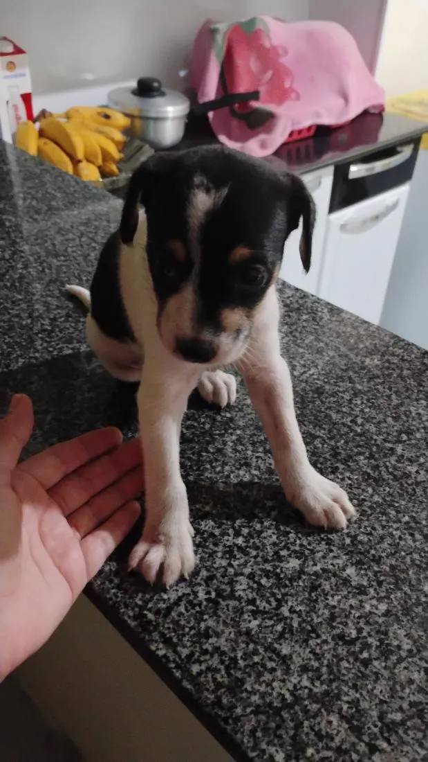 Cachorro raça SRD-ViraLata idade Abaixo de 2 meses nome Sem nome