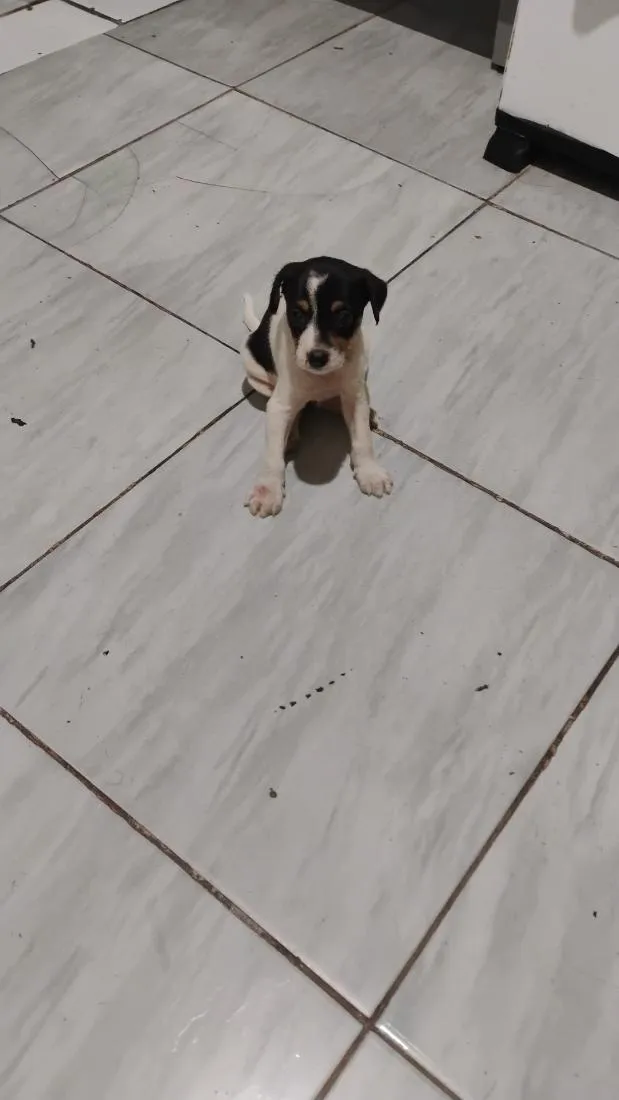 Cachorro raça SRD-ViraLata idade Abaixo de 2 meses nome Sem nome