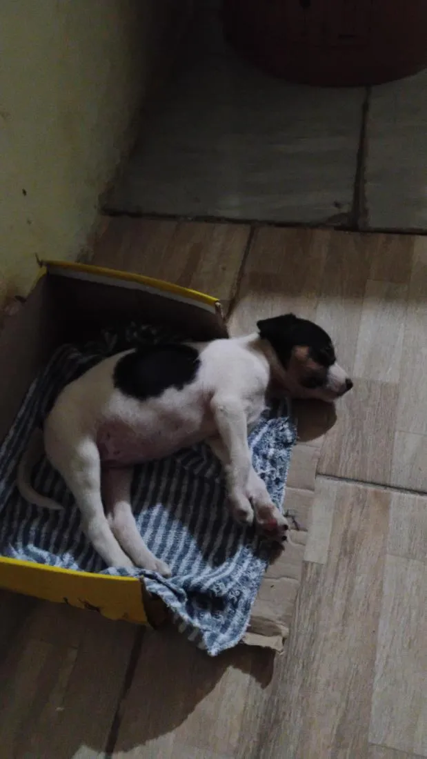 Cachorro raça SRD-ViraLata idade Abaixo de 2 meses nome Sem nome