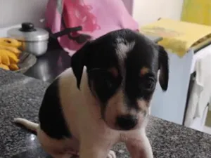 Cachorro raça SRD-ViraLata idade Abaixo de 2 meses nome Sem nome