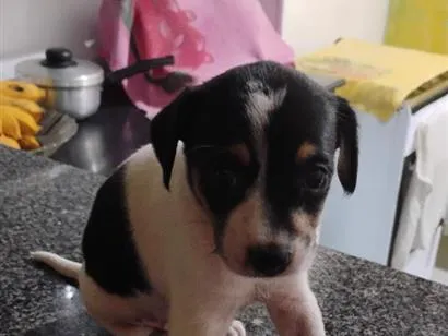 Cachorro raça SRD-ViraLata idade Abaixo de 2 meses nome Sem nome