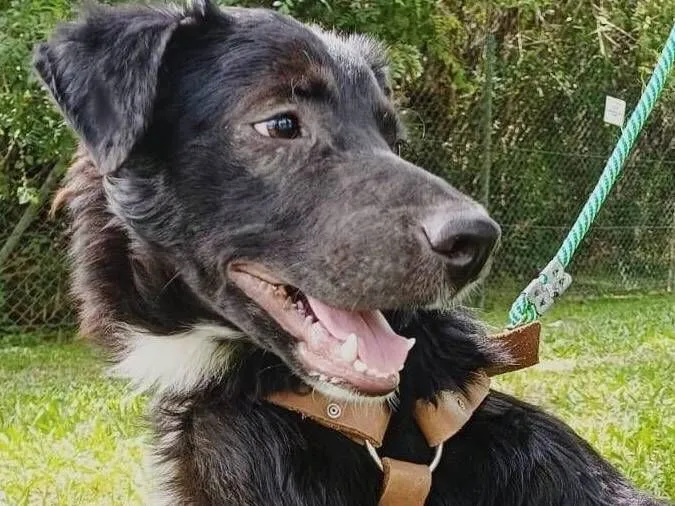 Cachorro raça SRD-ViraLata idade 7 a 11 meses nome Vênancio
