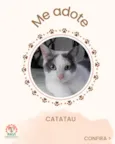 Catatau