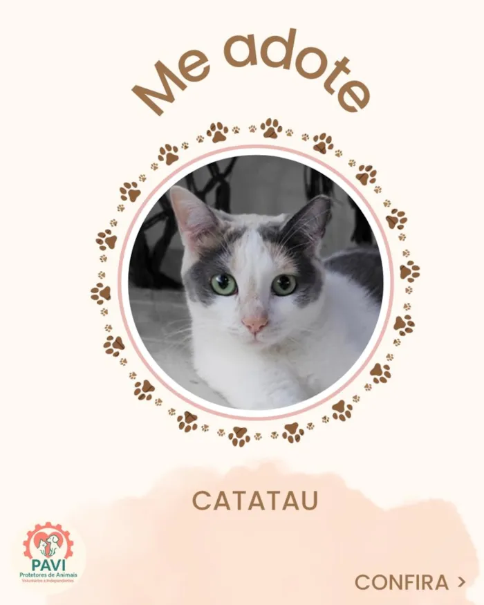 Gato raça SRD idade 1 ano nome Catatau