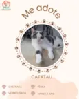 Catatau