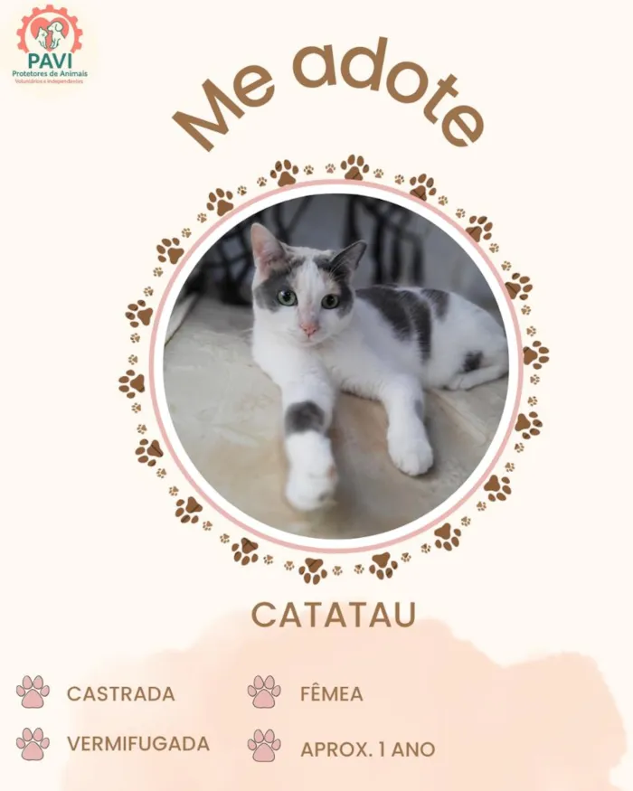 Gato raça SRD idade 1 ano nome Catatau