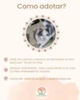 Catatau