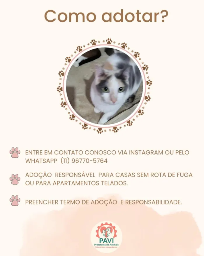 Gato raça SRD idade 1 ano nome Catatau